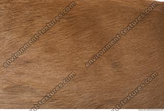 animal skin doe fur 0002